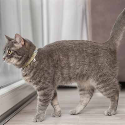 TRIXIE Kattenhalsband Katoenlook Assorti verstelbaar met belletje - Assorti - 20-30x1 cm