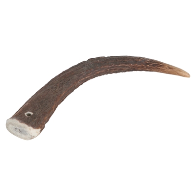 Zolux Bois de cerf très dur