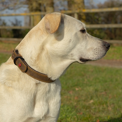Zolux Expert collier pour chien Premium cuir / néoprène marron