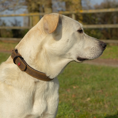 Zolux Expert collier pour chien Premium cuir / néoprène marron