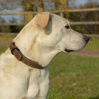 Zolux Expert collier pour chien Premium cuir / néoprène marron