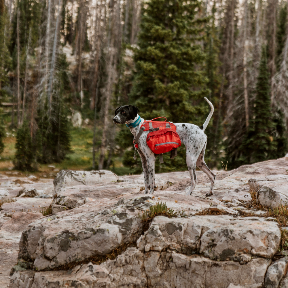 Kurgo hondenrugzak Baxter Backpack Large (22-50 kg) – lichtgewicht
