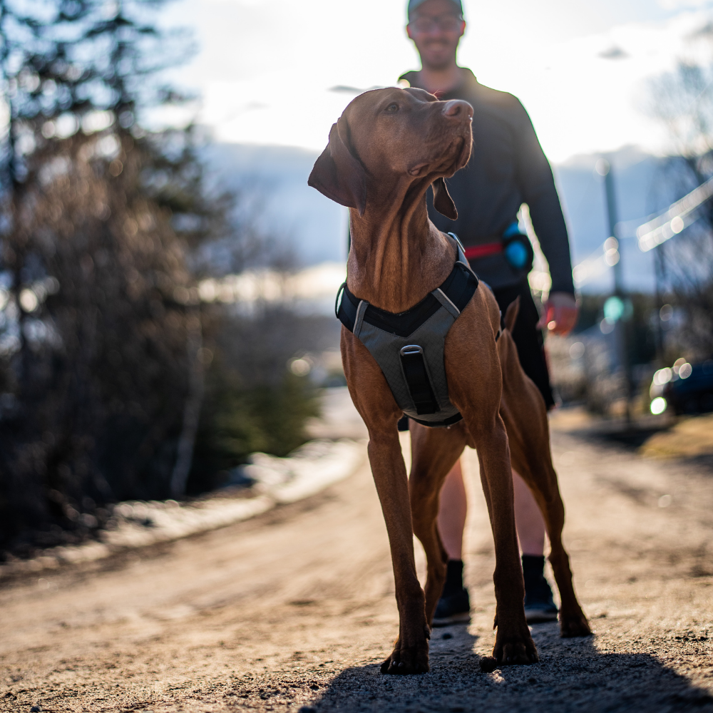 Kurgo hondentuig Journey Air Harness Large 61-86 cm – Zwart