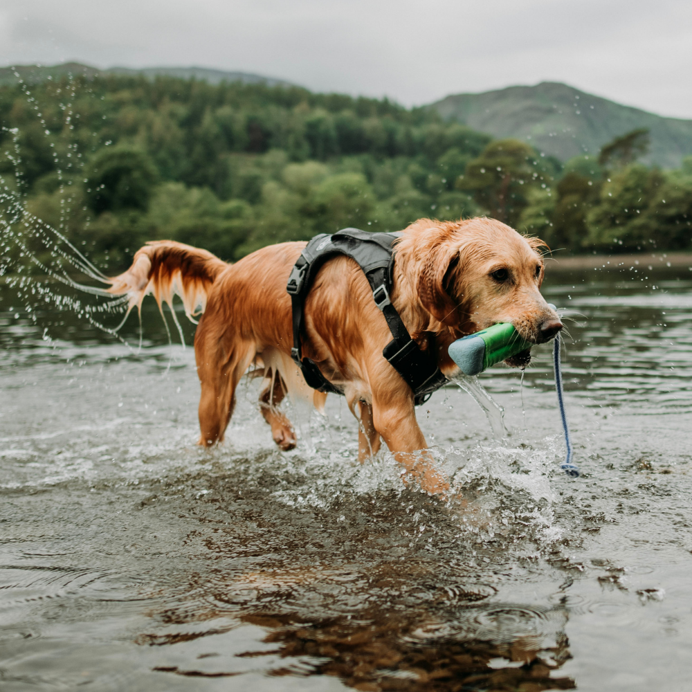 Kurgo hondentuig Journey Air Harness Large 61-86 cm – Zwart