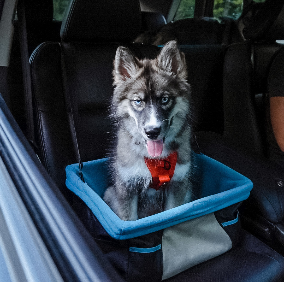 Kurgo hondenzitplaats Rover Booster Seat – comfortabel voor de auto