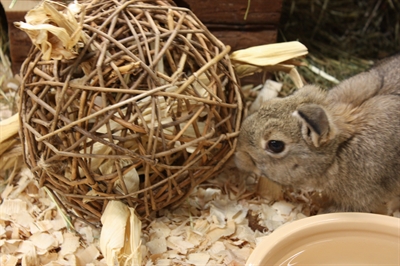 Happy Pet Nature First Speelbal Wilg