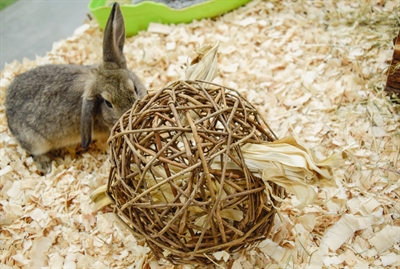 Happy Pet Nature First Speelbal Wilg
