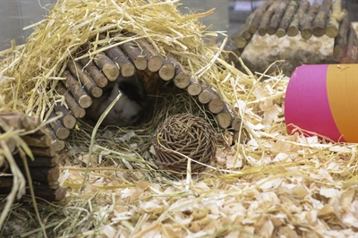 HAPPY PET Speelbal Wilg S 100% wilg helpt tanden afslijten, natuurlijk kauwspeelgoed - Naturel - 10 cm