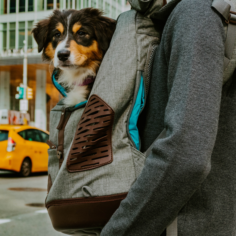 Kurgo hondenrugzak K9 Rucksack – Reisstijl voor jouw hond
