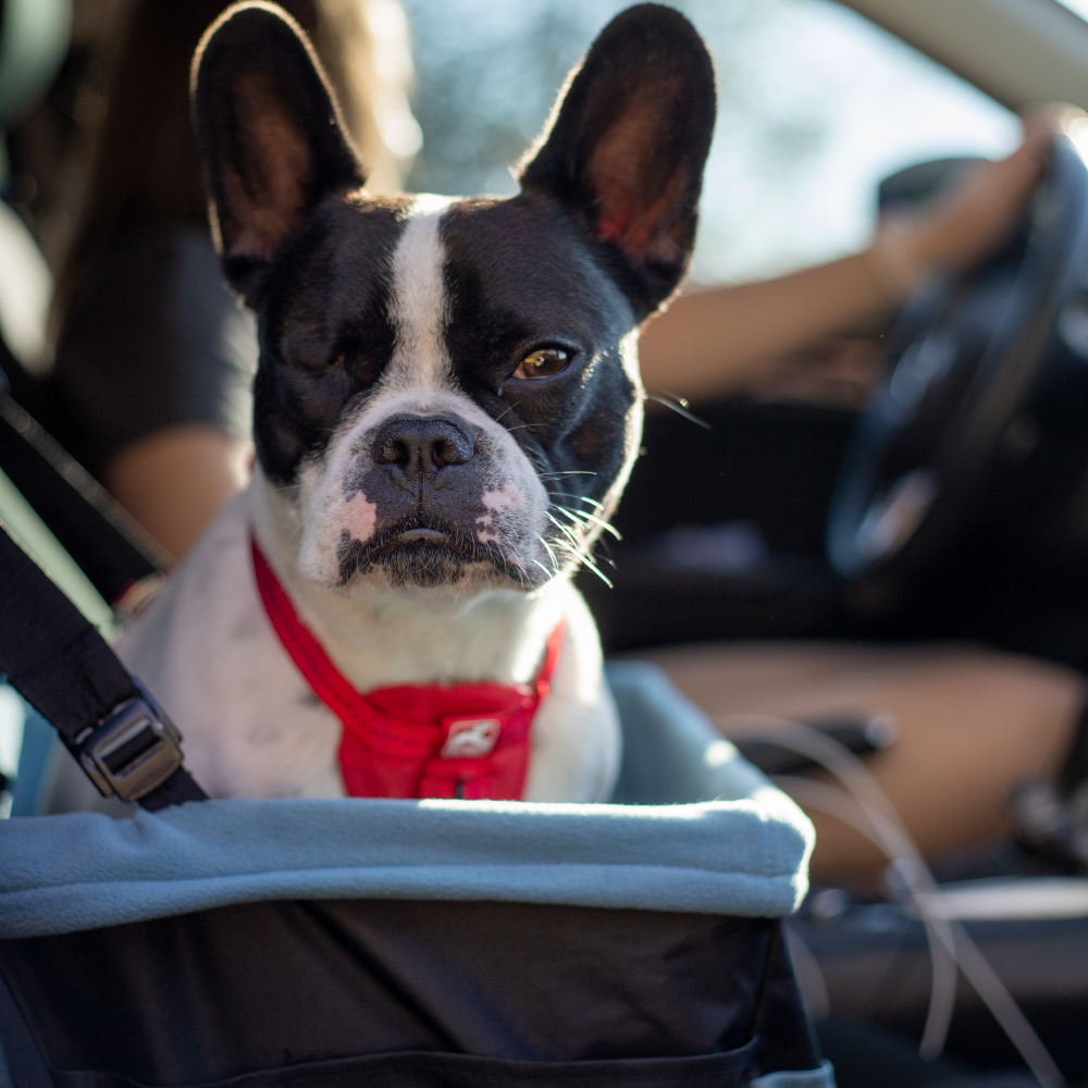 Kurgo hondenzitplaats Rover Booster Seat – comfortabel voor de auto