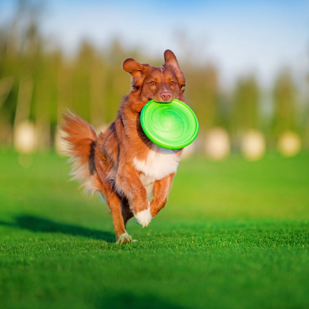 Flyber Flyber frisbee drijvend 22x22x5 cm