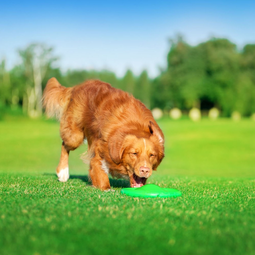 Flyber Flyber frisbee drijvend 22x22x5 cm