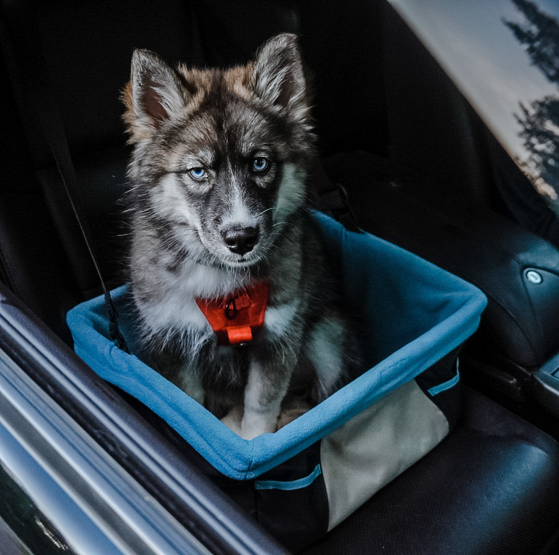 Kurgo hondenzitplaats Rover Booster Seat – comfortabel voor de auto