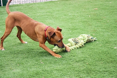 HAPPY PET KING SIZE TUG FLOSTOUW