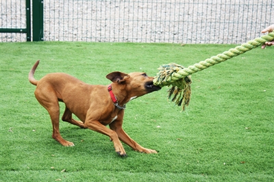 HAPPY PET KING SIZE TUG FLOSTOUW