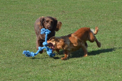 HAPPY PET FLOSSIN FUN 3 KNOOP