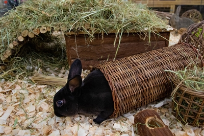 HAPPY PET Wilgen Tunnel Natuurlijke wilgentakken, schuilplaats & knaagmateriaal - Naturel - L 32 cm