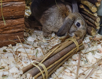 HAPPY PET Wilgen Value Pack wilgenspeelset 100% natuurlijk, bevordert tandafslijting & darmflora - Naturel - 2 sticks/2 ballen