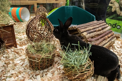 NATURE FIRST Wilgen hooirek HAPPY PET 100% natuurlijk & eetbaar multifunctioneel hooi en nest - Naturel - 14 cm