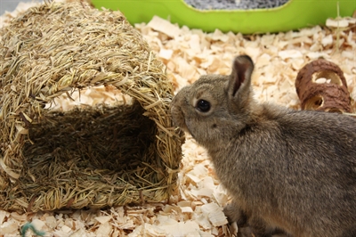 HAPPY PET Speeltunnel GRASSY TUNNEL 100% natuurlijk gras • veilig om aan te knagen • verstopplek - Naturel - 22x20x15 cm
