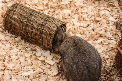 NATURE FIRST Wilgentunnel HAPPY PET WILGEN TUNNEL 100% wilgentakken, schuilplaats & knaagmateriaal - Naturel - S 27 cm