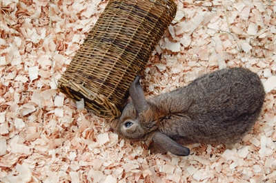 NATURE FIRST Wilgentunnel HAPPY PET WILGEN TUNNEL 100% wilgentakken, schuilplaats & knaagmateriaal - Naturel - S 27 cm