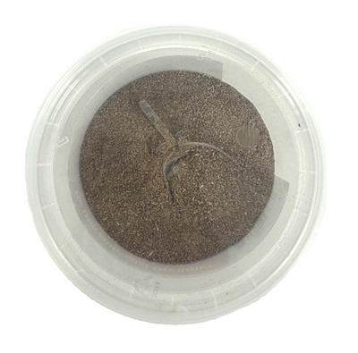 DIERENDROGIST Groenlipmossel Extract Veterinair - Herstelt gewrichten, chondroïtine & glucosamine, omega-3 sterolen - 200 g