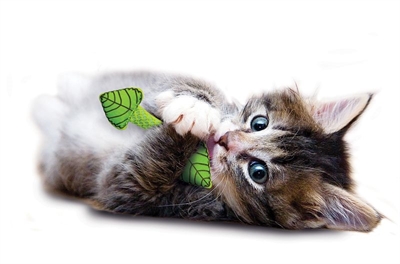 PETSTAGES Kauwstick FRESH BREATH MINT STICK - Mintvulling voor frisse adem, duurzaam, helpt tandplak te verwijderen - Groen - One-size