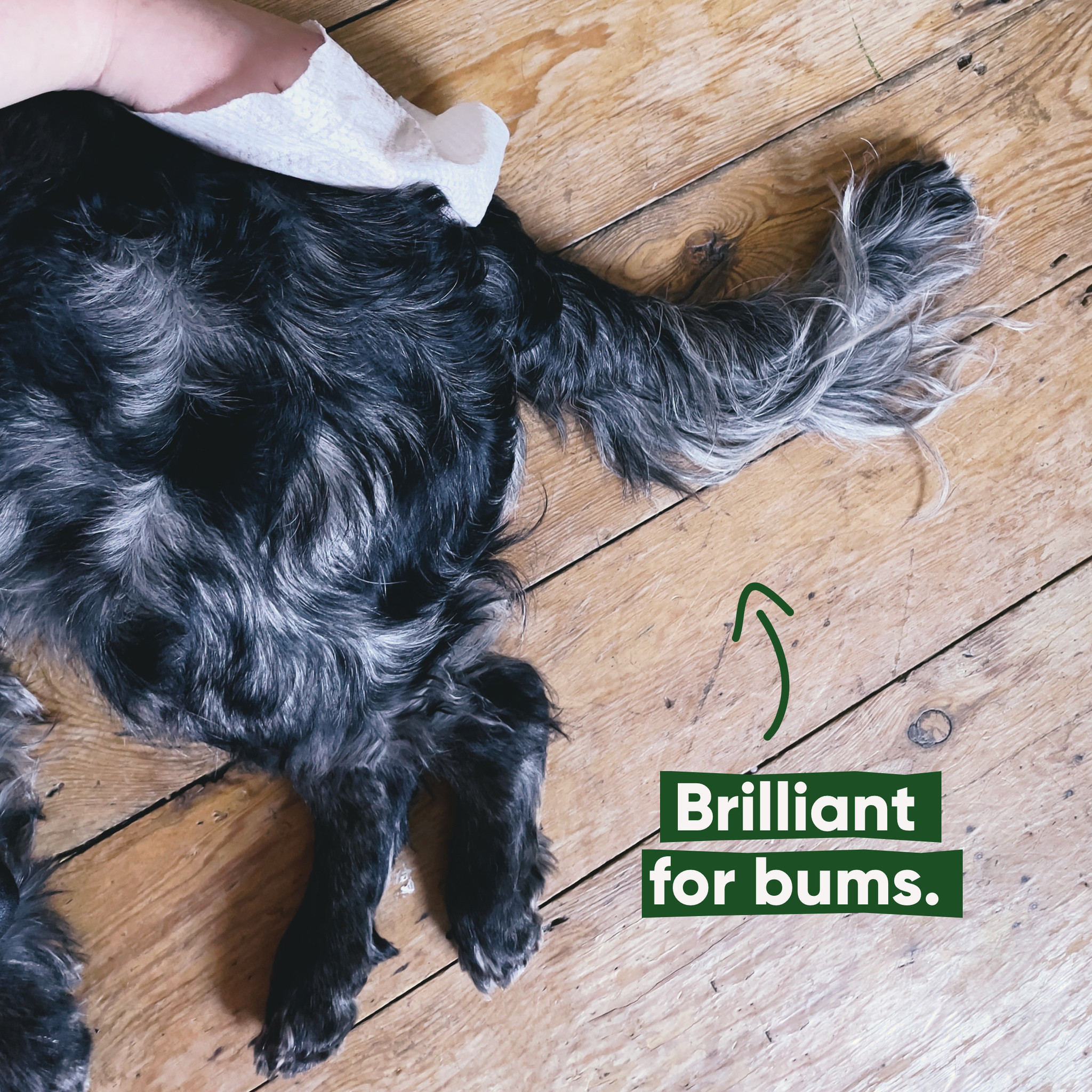 Beco Honden Doekjes Bamboo 80 Stuks – Geurloos, Shea & Aloë Vera