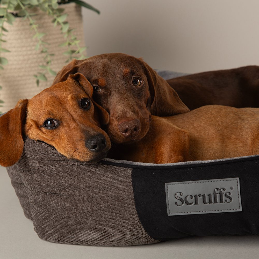 Chester Box Bed - Schokoladenbraun / Extra Large - 90 x 70 cm