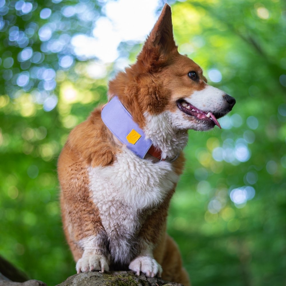 Woolly Wolf Alpha 360 halsband