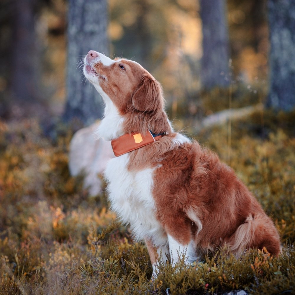 Woolly Wolf Alpha 360 halsband