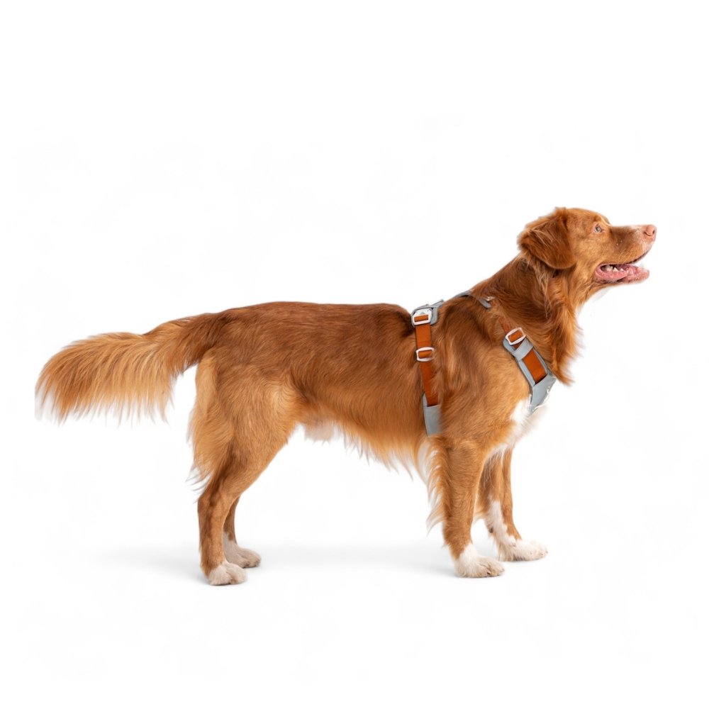 Woolly Wolf Alpha 360 Geschirr RPET XS 11 cm Terracotta Mix