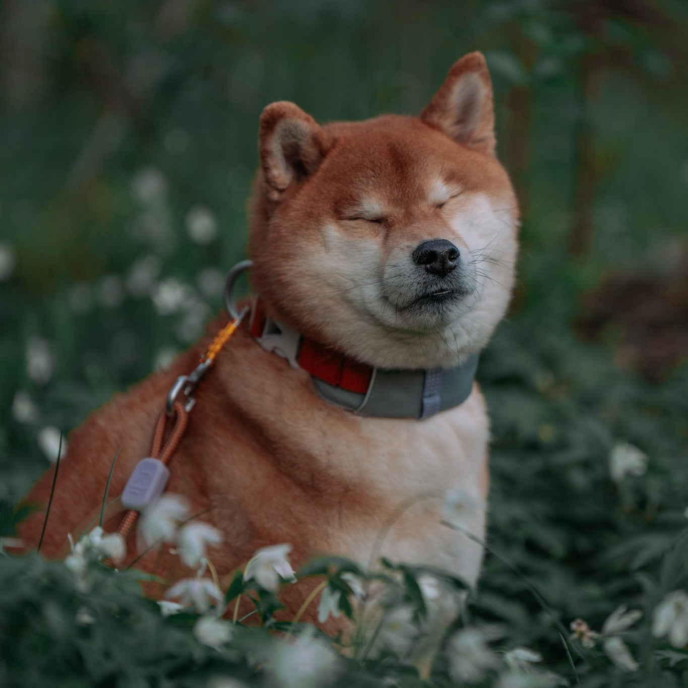 Woolly Wolf Alpha 360 halsband