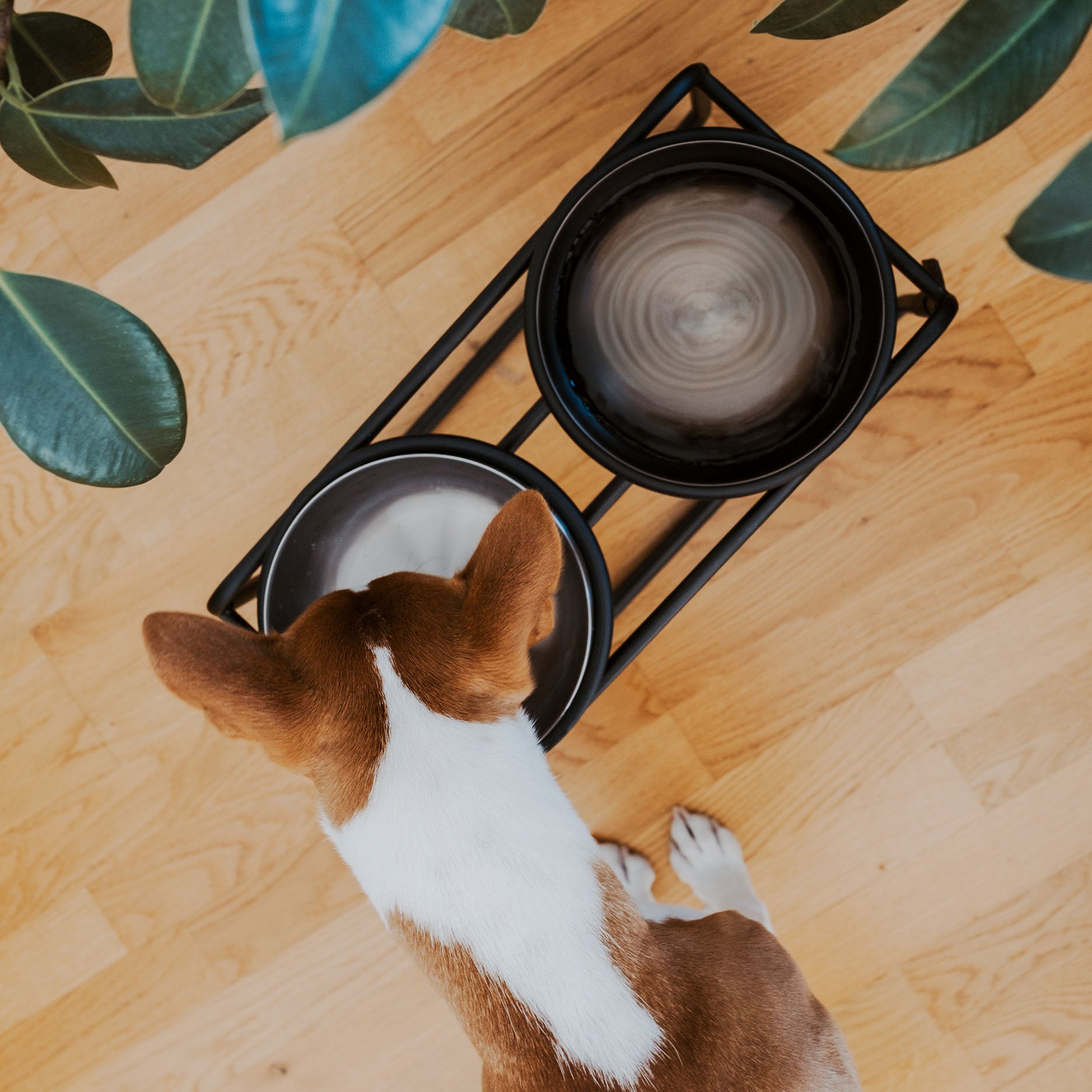 BUTLER Futternapfständer für Hunde - Schwarz / M
