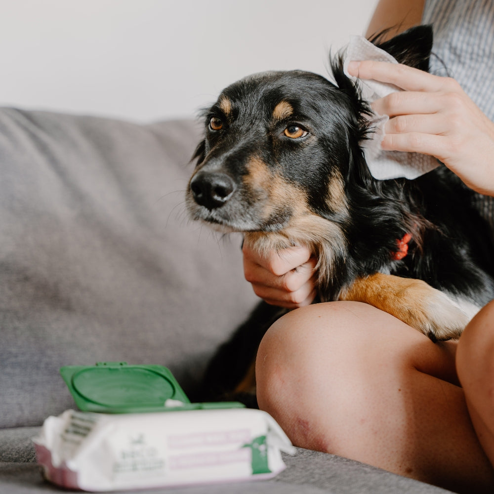 Beco Dog Ear Wipes oorreiniger kokos 70 stuks