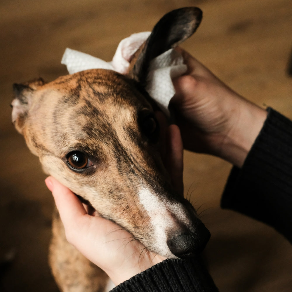 Beco Dog Ear Wipes oorreiniger kokos 70 stuks
