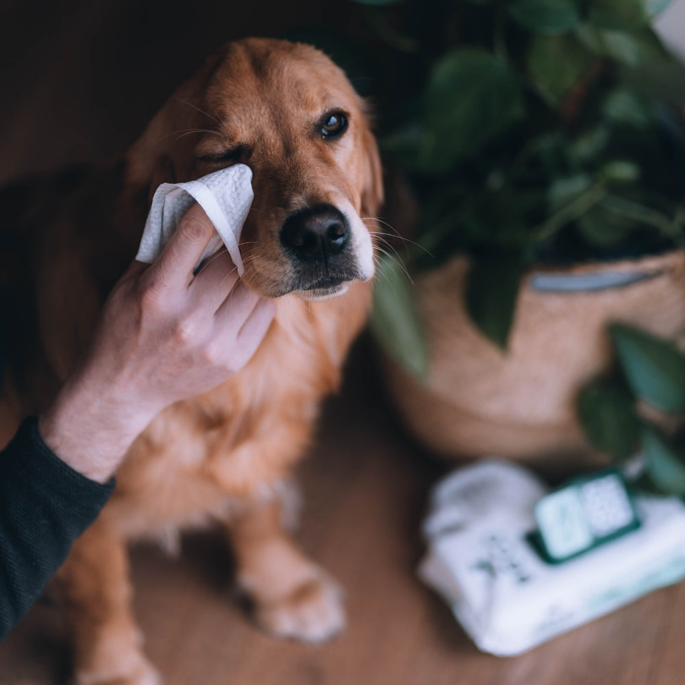 Beco Dog Eye Wipes oogreiniger parfumvrij 70 stuks