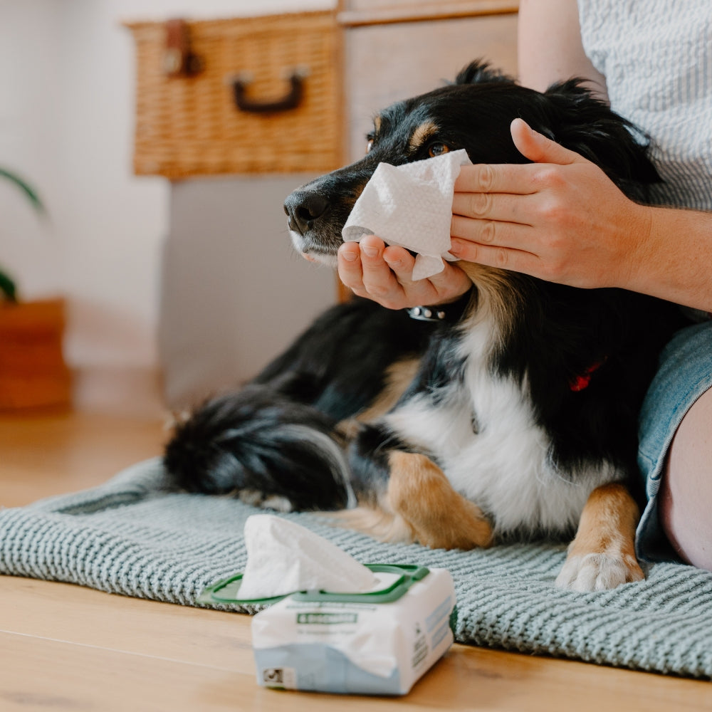 Beco Dog Eye Wipes oogreiniger parfumvrij 70 stuks