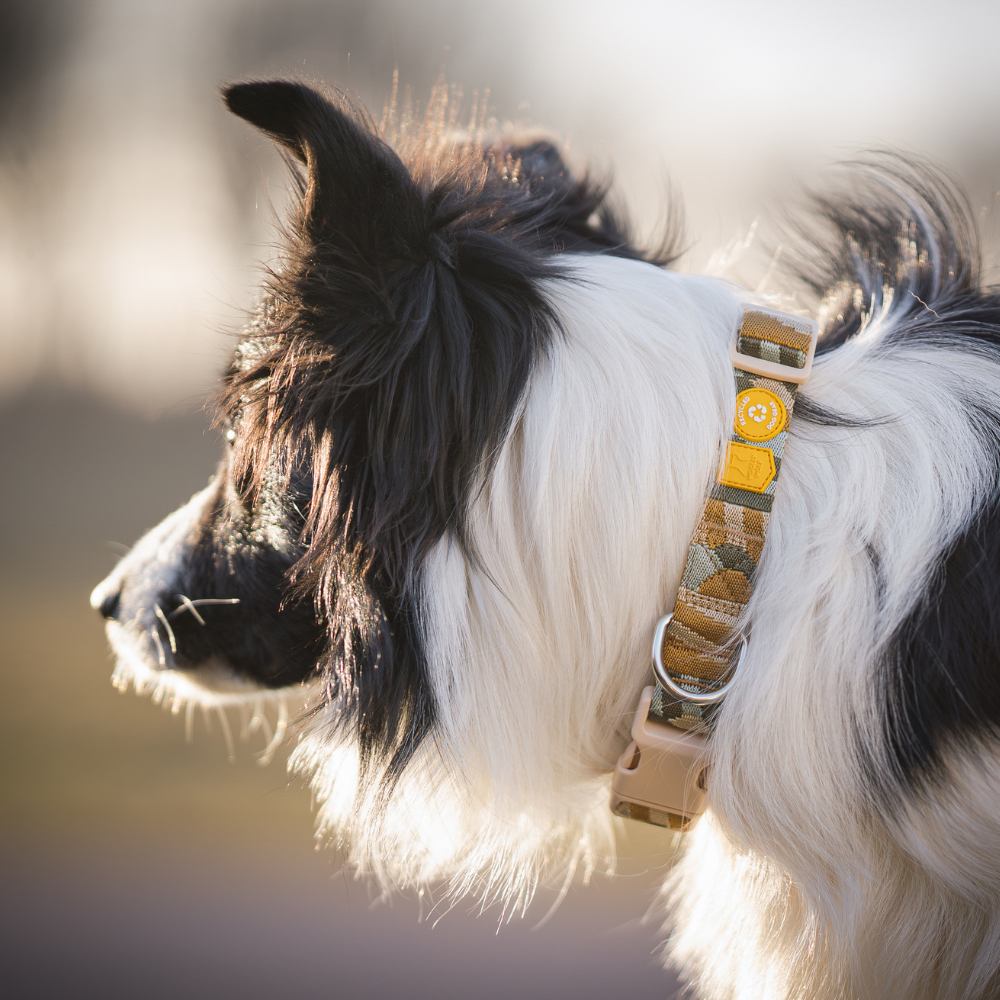 Woolly Wolf Cloudbeam halsband