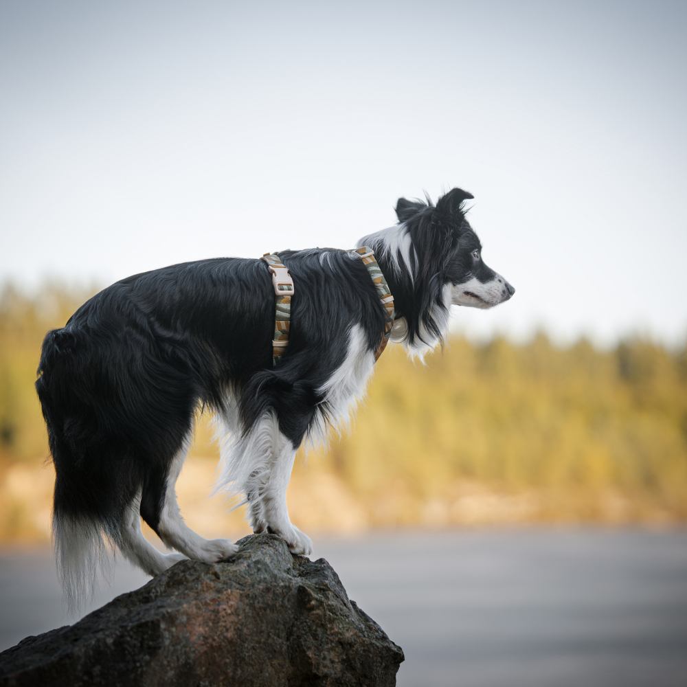 Woolly Wolf Cloudbeam hondentuigje