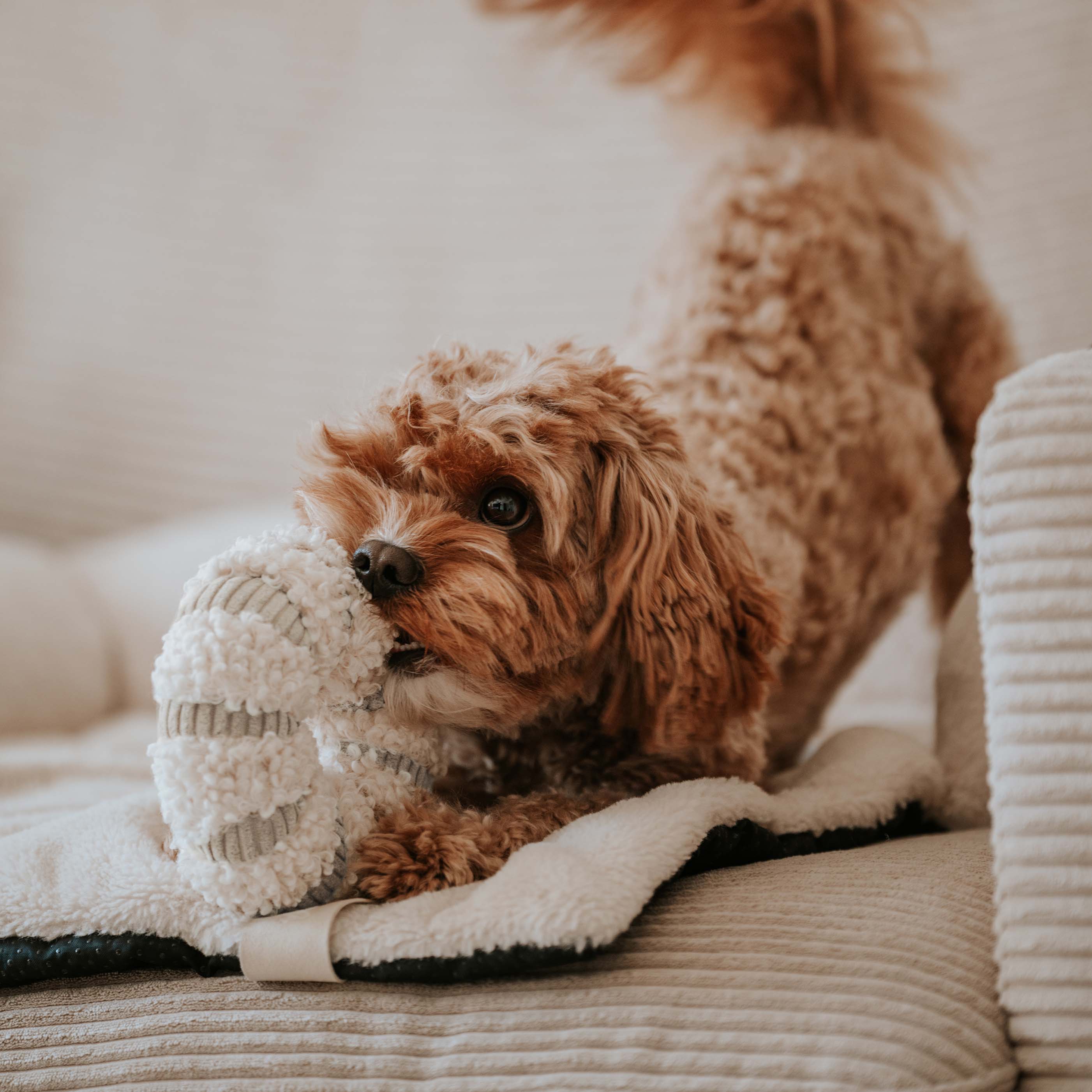 District 70 DAISY snuffelspeeltje voor honden