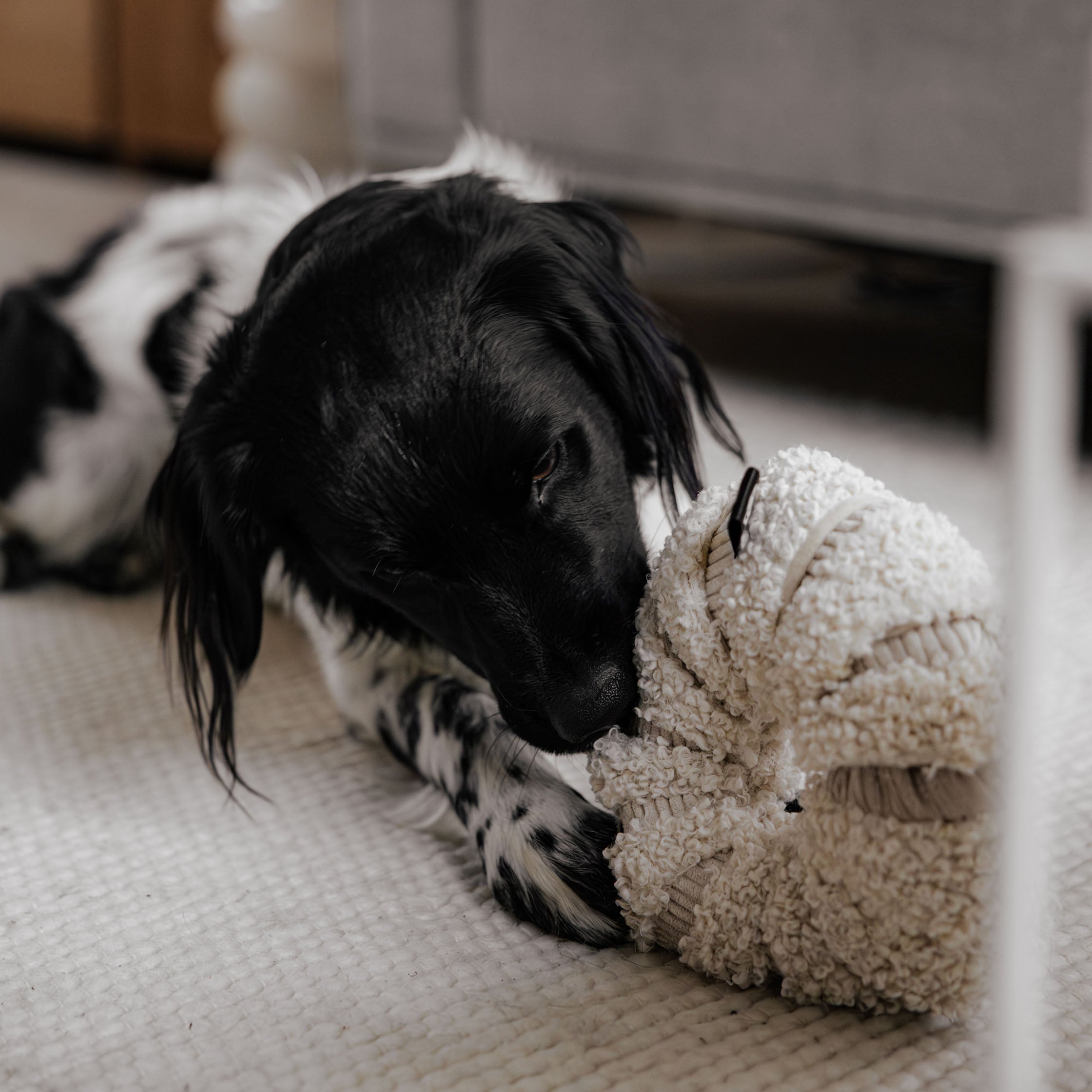 District 70 DAISY snuffelspeeltje voor honden