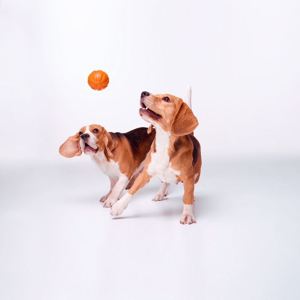 Liker Ball hondenbal foamed polymer drijvend Ø 9 cm