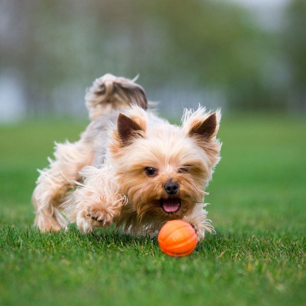 Liker Ball strong & soft