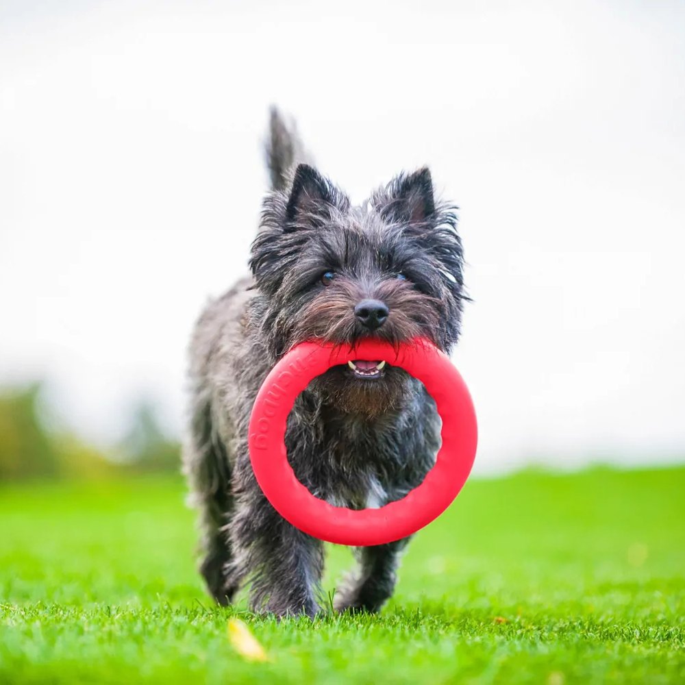PitchDog Ring apporteerspeelgoed foamed polymer drijvend 17x2,5 cm