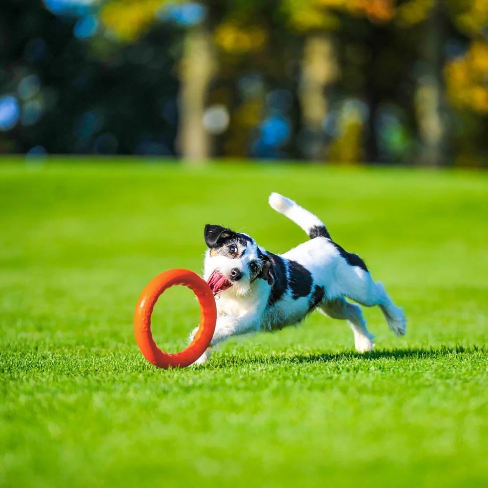 PitchDog Ring apporteerspeelgoed foam drijvend 20 cm roze