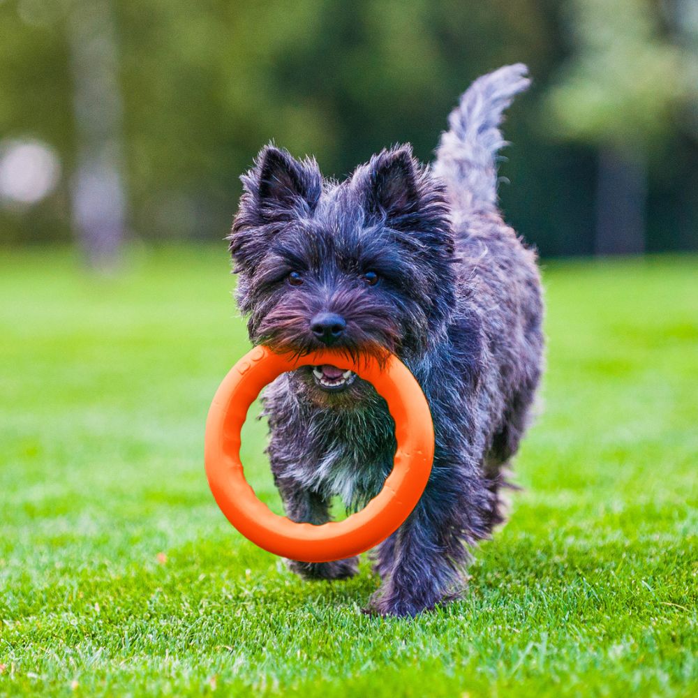 PitchDog Ring apporteerspeelgoed foamed polymer drijvend 28 x 4 cm