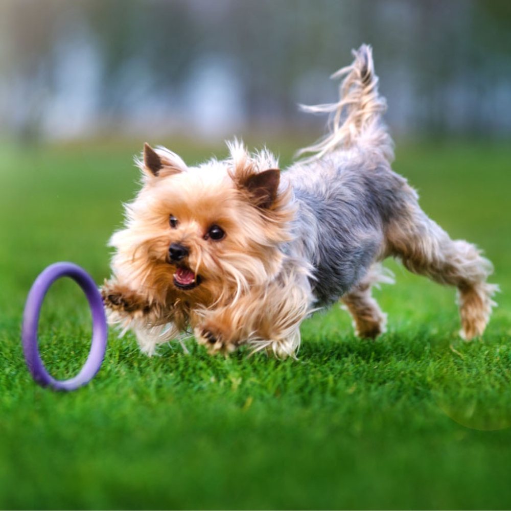 Puller Dog Fitness Tool - Trainingsmiddel
