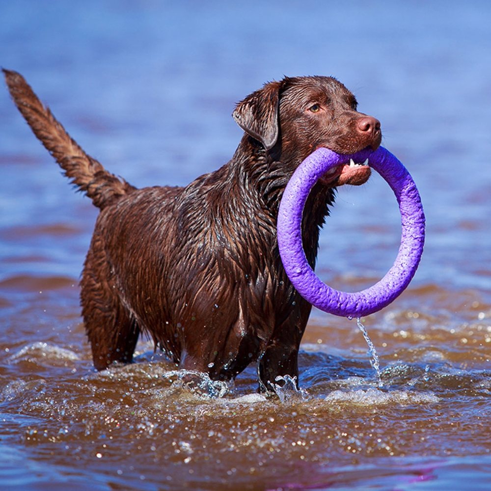 Puller Dog Fitness Tool - Trainingsmiddel